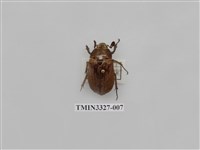 藏品(吹粉金龜屬)的圖片